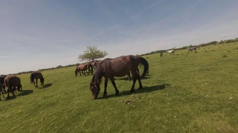 A large herd of wild horses grazing on a vast green meadow. Stock Footage 335353741