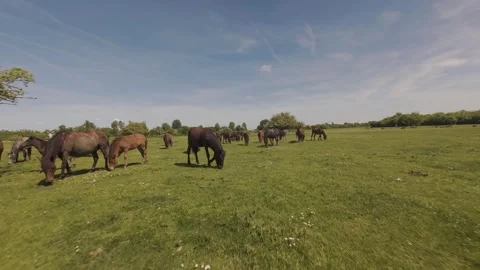 A large herd of wild horses grazing on a vast green meadow. Stock Footage 335353753