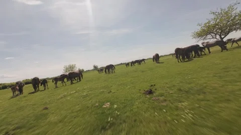 A large herd of wild horses grazing on a vast green meadow. Stock Footage 335353780