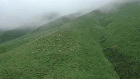 Large herd of wild sheep rams are walking along high mountain sunny slope. 库存影片 237776397