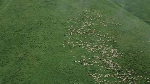 Large herd of wild sheep rams are walking along high mountain sunny slope. Stockbeeldmateriaal 237776427