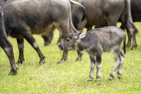 A large herd of wild water buffalo. Mother and Cute Newborn  baby Foto stock