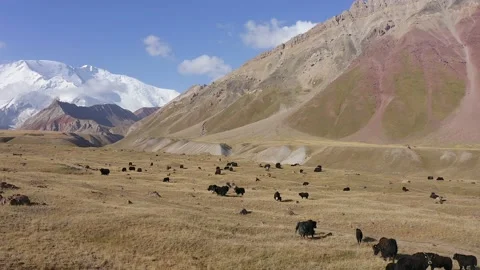 A large herd of wild yaks graze on a green meadow Stock-Footage 210185052