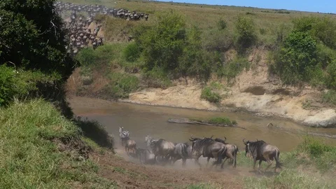 A large herd of wildebeest and zebra crosses the river Stock Footage 101256470