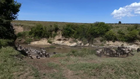 A large herd of wildebeest and zebra crosses the river during the migration Stock Footage 101260304