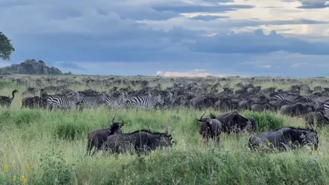 Large herd of wildebeest and zebras grazing in the serengeti grasslands Stockbeeldmateriaal 334353337