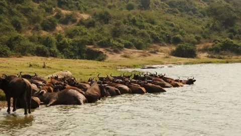 A large herd of wildebeest cool off along an african riverbank Stock Footage 237508537