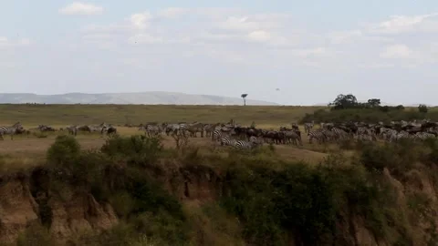 A large herd of wildebeest before crossing across the Mara river. Africa, Kenya Video stock 296329417