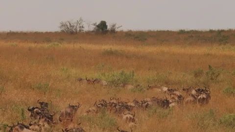 Large Herd Of Wildebeest In Grass Moves Along Road. Stock Footage 256606789