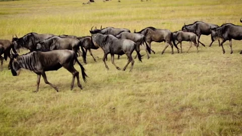 Large herd of wildebeest migrating through vast Savannah grassland Stock Footage 130949721
