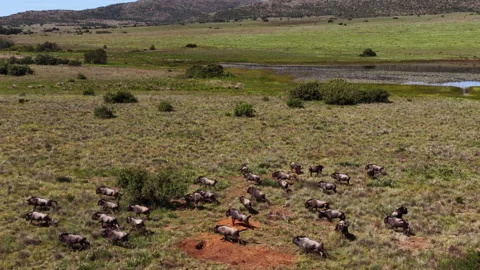 Large herd of wildebeest running in green field near dam on game reserve Stock-Footage 332680948