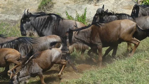A large herd of wildebeests and zebras cross the river during the migration Stock Footage 101260765