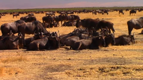 A large herd of wildebeests lie on dry grass in the hot savannah in Africa Stock Footage 106053421
