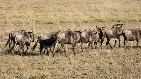A large herd of wildebeests is seen grazing peacefully in the vast open expanse Foto stock