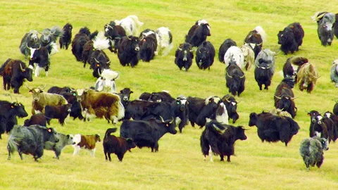 Large herd of yaks grazing on a green pasture Stock Footage 337023759