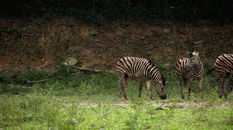Large Herd of Zebra, African Equids, Black and White, Hippotigris, Savanna Stock-Footage 2278157