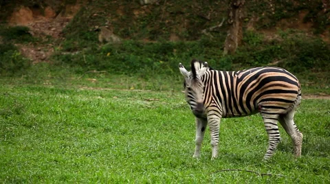 Large Herd of Zebra, African Equids, Black and White, Hippotigris, Savanna Stock Footage 2284250