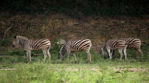Large Herd of Zebra, African Equids, Black and White, Hippotigris, Savanna Stock Footage 2285780