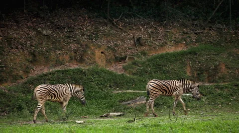 Large Herd of Zebra, African Equids, Black and White, Hippotigris, Savanna Video stock 2287414