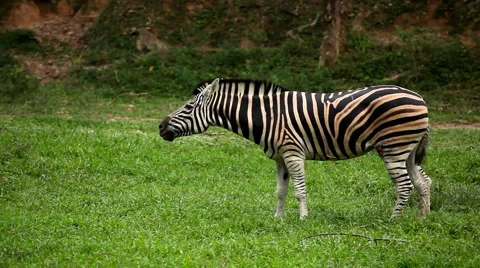 Large Herd of Zebra, African Equids, Black and White, Hippotigris, Savanna Stock Footage 2287758