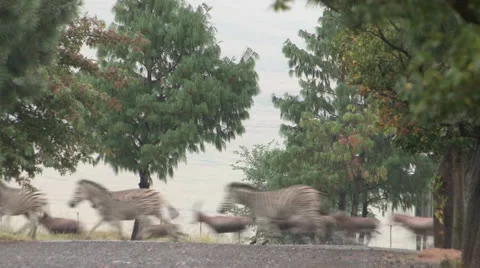 Large herd of Zebra &amp; antelope running across road Stock Footage 22799818
