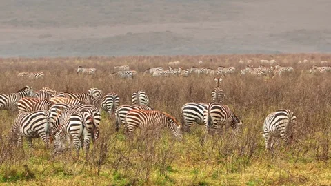 A large herd of zebra grazes peacefully and stampedes in unison across the vast Stock Footage 332393868