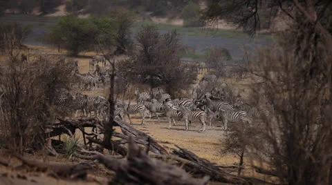A large herd of zebras in the distance behind bushes Stock Footage 24335101