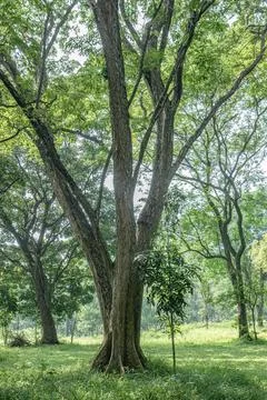 Large Heritage Tree as a Symbol of Longevity and Value Stock Photos