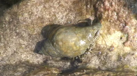 Large hermit 2 hdi 스톡 동영상 8831858