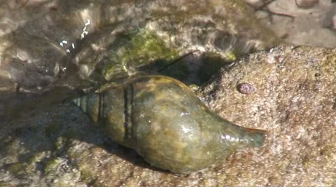 Large hermit 3 hdi Stock Footage 8836007