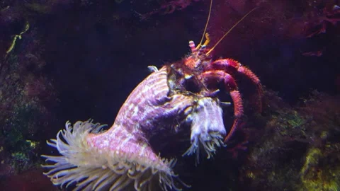 A Large hermit crab  Stock Footage 244344265