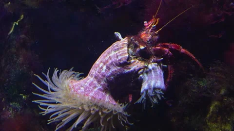 A Large hermit crab  Stock Footage 244541710