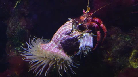 Large hermit crab Stock Footage 244549859