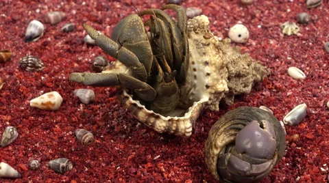 Large hermit crab has got out of his shell. Video stock 63137311