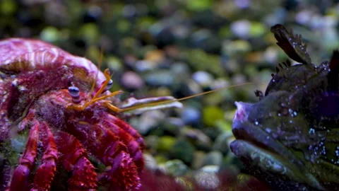Large hermit crab with stonefish Video stock 278050036