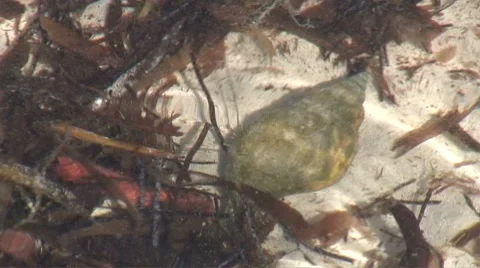 Large hermit underwater hdi Stock Footage 8832079