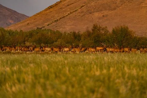 Large hers of elk in grassy meadow Stock Photos