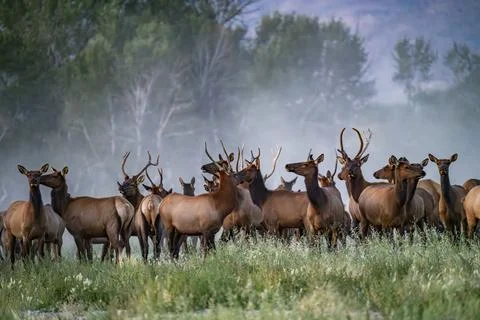 Large hers of elk in grassy meadow Stock Photos
