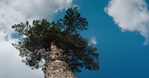A large high pine tree against a blue sky Stock Footage 132312193