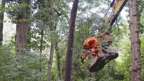 A large high tech forest machine reaches out and easily cuts down a tree, Stock Footage 162329599