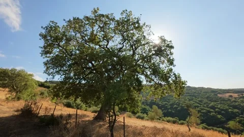 Large hillside tree with moving branches under summer light in Greece Stock Footage 321533524