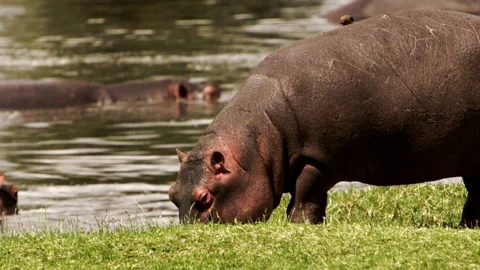 A large hippo with a bird on its back. Stock Footage 153592064