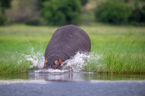 Large hippo diving into the Chobe River in Chobe National Park, Botswana 스톡 사진