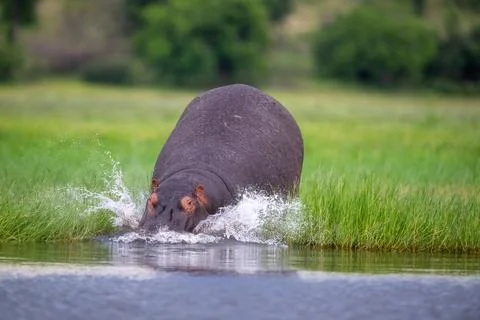 Large hippo diving into the Chobe River in Chobe National Park, Botswana 스톡 사진