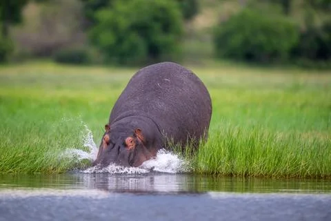 Large hippo diving into the Chobe River in Chobe National Park, Botswana 스톡 사진