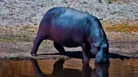 A large hippo drinking from a waterhole with reflection on the surface. Vidéo 332826949