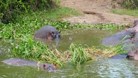 Large hippo herd with calf bathing together in a swamp Video stock 334949142
