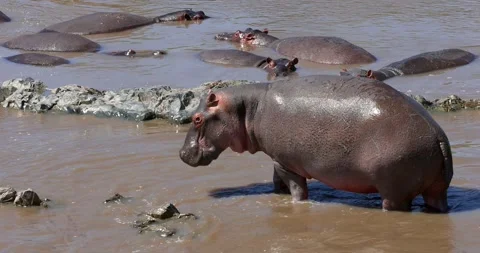 A large hippo in the middle of river scared and moving fast in Serengeti Na.. Video stock 323331340