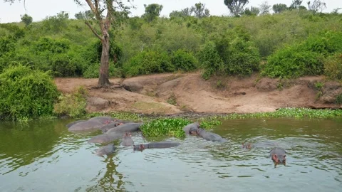 Large hippo pod bathing in an african muddy river Stock Footage 331303938