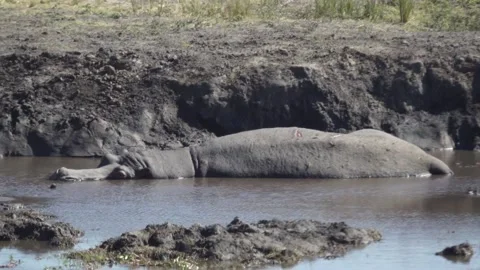 Large Hippo Sleeping in water Stock Footage 142486644